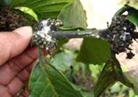 Rệp sáp hại rễ cà phê và biện pháp phòng trừ